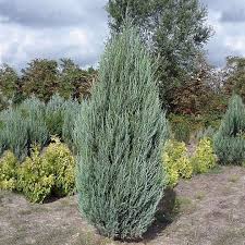 Juniperus scopulorum Blue Arrow  50-60 CM C3