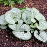 Brunnera macr. Silver Heart