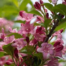 Weigela florida Fol. Purpureus