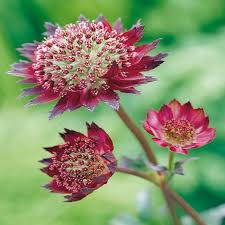 Astrantia maj. Star of Love  2 Ltr pot