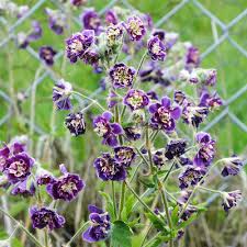 GERANIUM Joseph Green