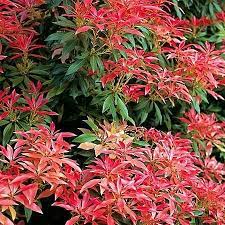 Pieris Forest Flame  4.5 Ltr pot