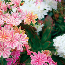 Lewisia Elise Mix 2 Ltr