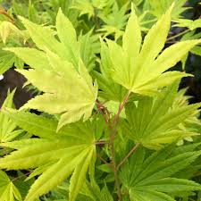 Acer palmatum Summer Gold Japanese Maple (3 Ltr pot)