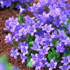 CAMPANULA portenschlagiana