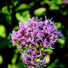 Eupatorium mac. Atropurpureum