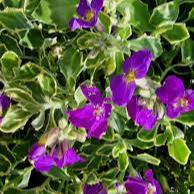 Aubrieta Dr. Mules Variegata