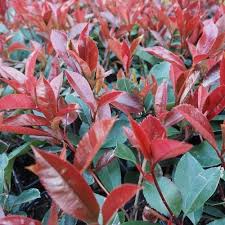 Photinia fras. Little Red Robin