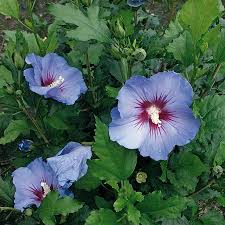 Hibiscus syr.  Marina