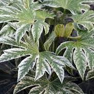 Fatsia japonica Spiders Web