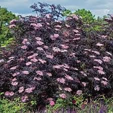 Sambucus nigra Black Lace