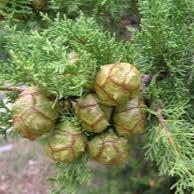 Cupressus sempervirens  P19