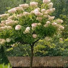 Hydrangea paniculata