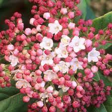 Viburnum tin. Gwenllian