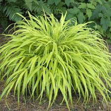 Hakonechloa All Gold