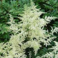 ASTILBE Brautschleier