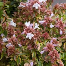 Abelia grandifl. Magic Daydream