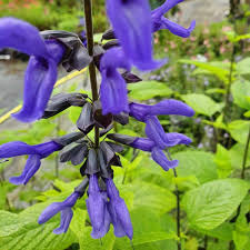 Salvia g. Carines Amazing Blue