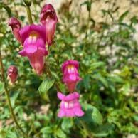 Antirrhinum majus