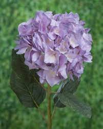 Hydrangea-Pale Lilac