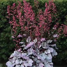 Heuchera Silver Gumdrop