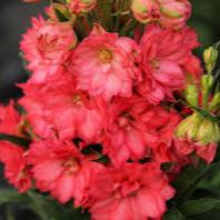 DELPHINIUM Red Lark