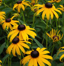 RUDBECKIA-American-Gold-Rush-Planted-1