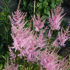 Astilbe Hennie Graafland