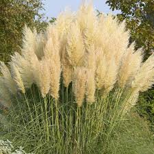 Cortaderia sell.  Junior