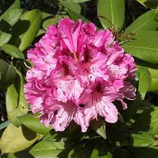 Rhododendron Cosmopolitan