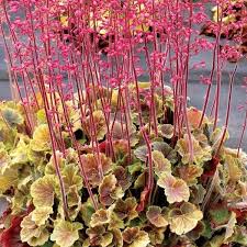 HEUCHERA North. Exp. Sienna