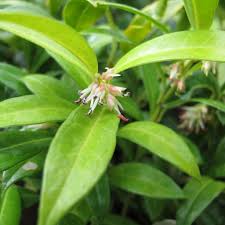 SARCOCOCCA hookeriana Saligna