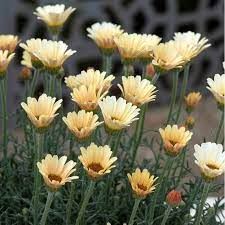 RHODANTHEMUM hybrida Zagora Yellow