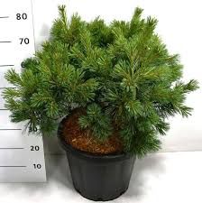 Pinus strobus Secrest