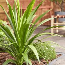 CORDYLINE AUSTRALIS CLT 18 H 125  CM    STELO SING.