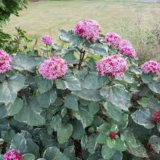 Clerodendrum bungei