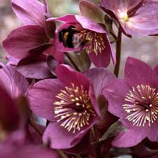 Helleborus Ice N Roses Early Red