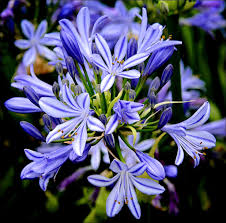 Agapanthus Charlotte