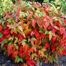 NANDINA DOM. FIRE POWER CLT 7