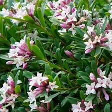 DAPHNE trans. Pink Fragrance