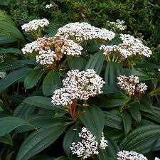 Viburnum Davidii