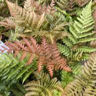 DRYOPTERIS-erythrosora