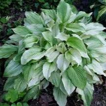 HOSTA White Feather