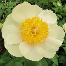 PAEONIA Claire de Lune