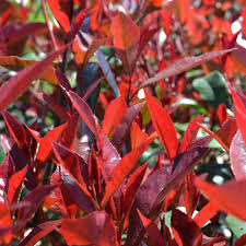 PHOTINIA F. CARRE ROUGE