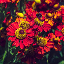 Helenium autumn. Helena Red Shades