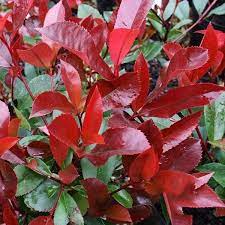 PHOTINIA FRAS. CHICO