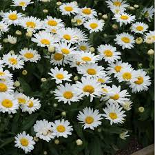 Leucanthemum Madonna