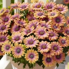 Osteospermum e. Serenity Pink Eyed