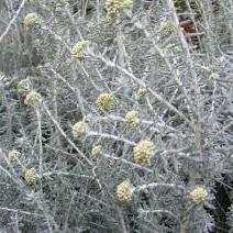 Ozothamnus Sussex Silver